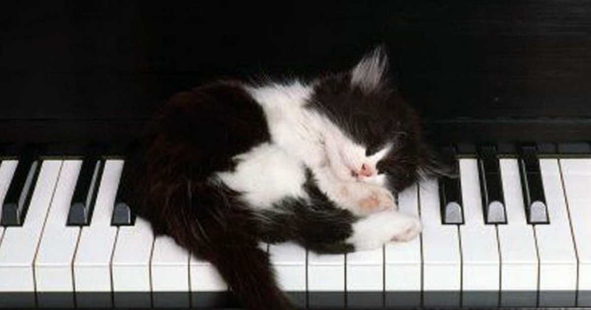 25.jpg?resize=412,275 - 30+ Pets Asleep in a State of Bliss in the Most Interesting Places