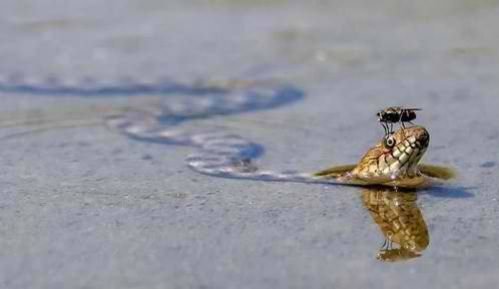 animal friendship