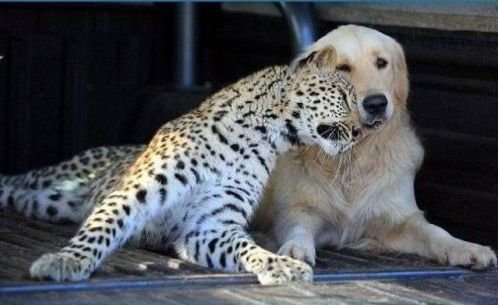 animal friendship