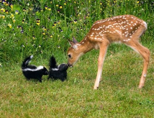 animal friendship