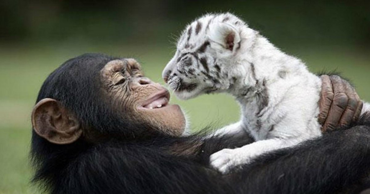 6 1.jpg?resize=1200,630 - 15 Unlikely Animal Friendships That Will Melt Your Heart