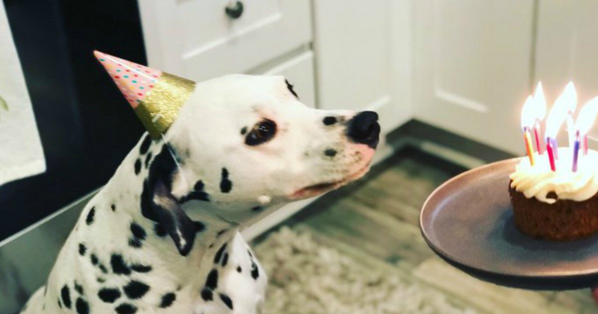 6 6.jpg?fit=1024%2C538&ssl=1&strip=all - Just 30+ Pics of Funny And Cute Pets