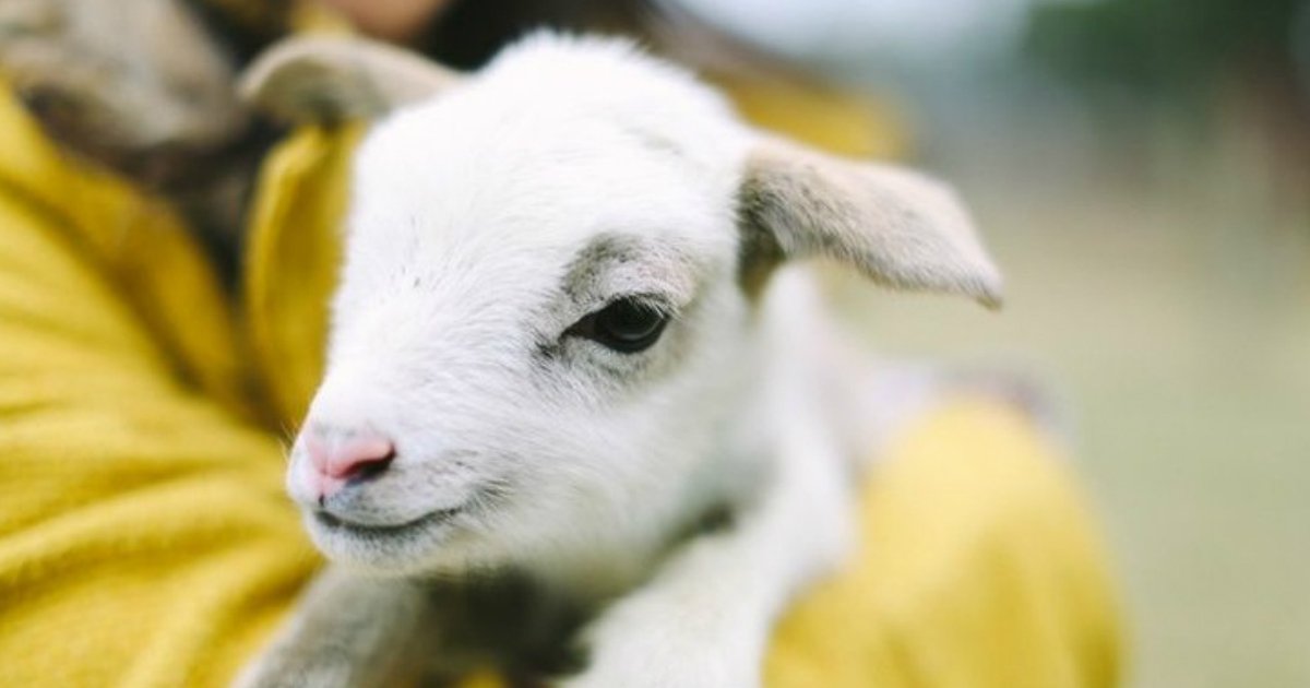 7.jpg?resize=412,232 - 21 Baby Animals That Can Save Your Gloomy Day