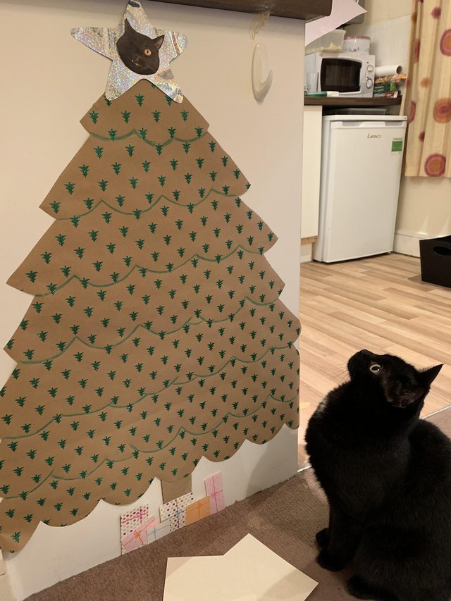 Cat looking at cardboard Christmas tree taped to wall