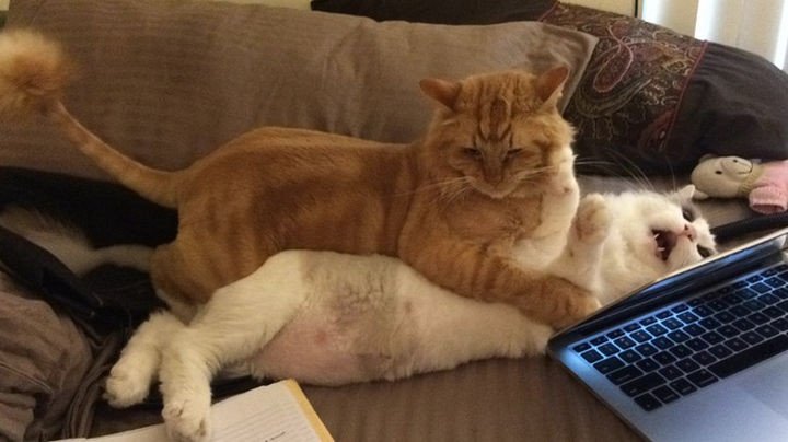 15 Hilariously Curious Cats - "Please get this heaping pile of fur off of me!"