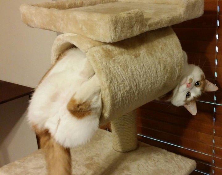 15 Hilariously Curious Cats - "Yes, mistakes were made. I accept that. Now help me out."