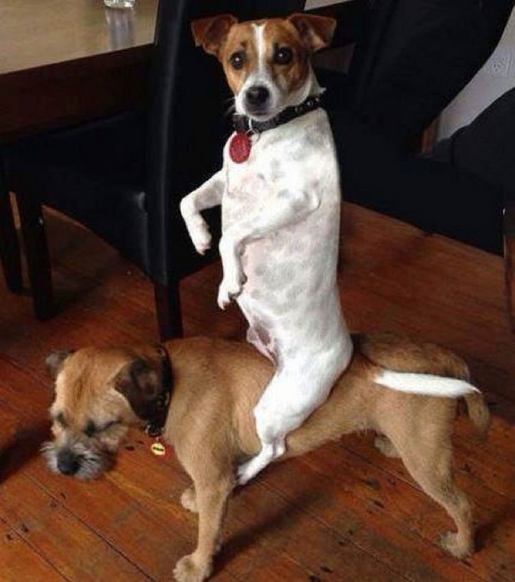 15 Guilty Dogs Who Were Busted! - "Aren