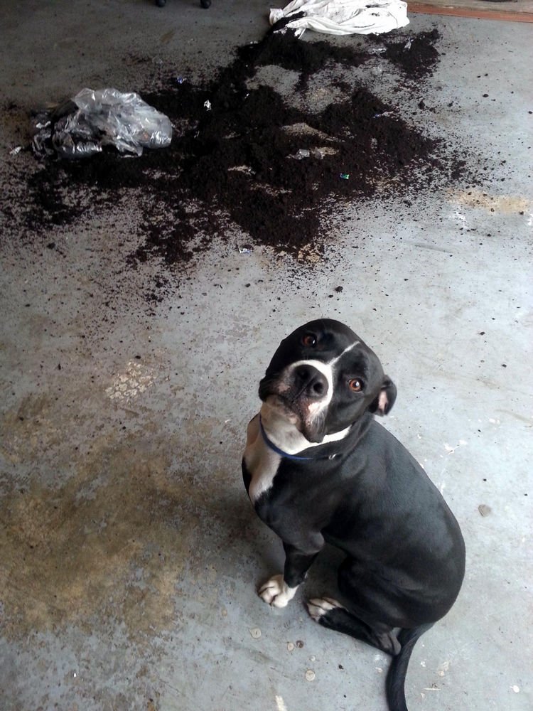 15 Guilty Dogs Who Were Busted! - "I was looking for my chew toy. Do you know where it is?"