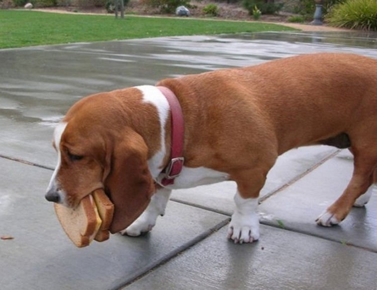 15 Guilty Dogs Who Were Busted! - "The sandwich you made isn