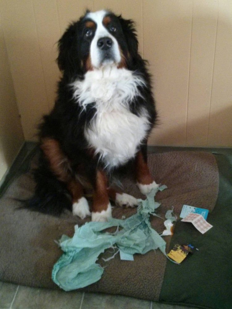 15 Guilty Dogs Who Were Busted! - "Yes, I ripped it and I have to admit, I enjoyed it."
