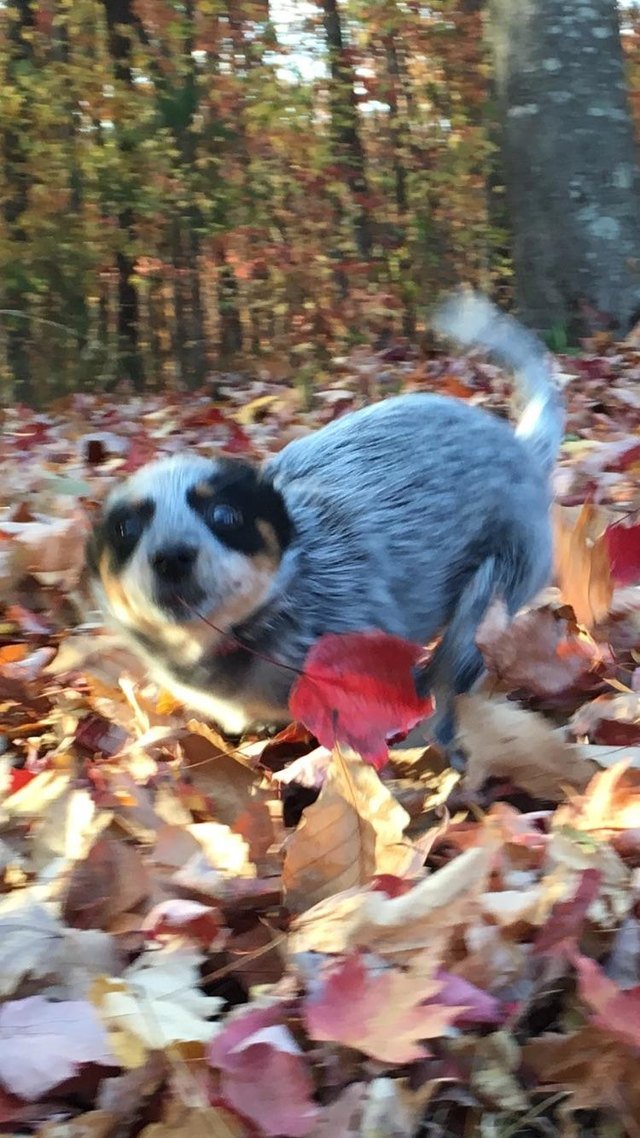 Puppy running through leaves.