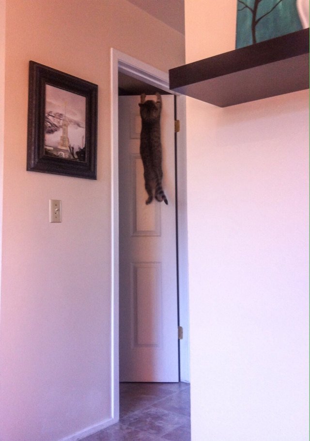Cat hanging onto the frame of a door.