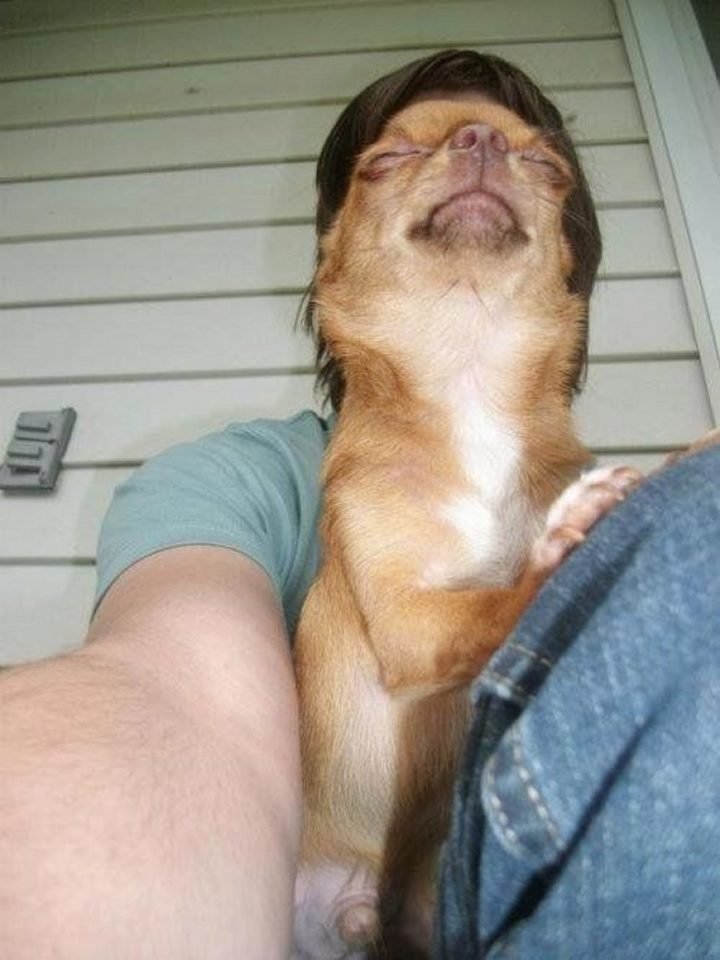 18 Perfectly Timed Photos - This dog looks unusually satisfied.