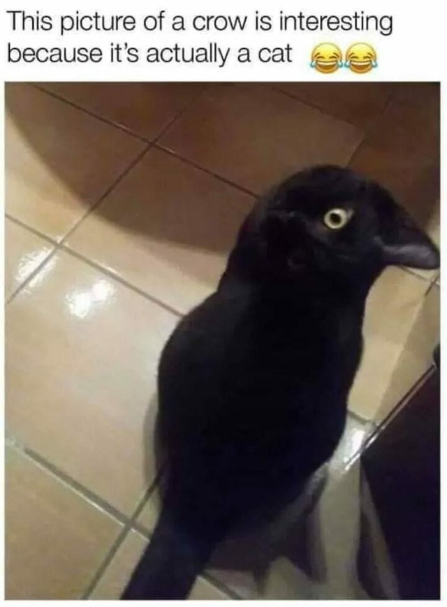Cat sitting at an angle that makes it look like a crow