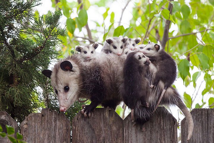 21 Animals and Their Young - Opossum mother and her young.