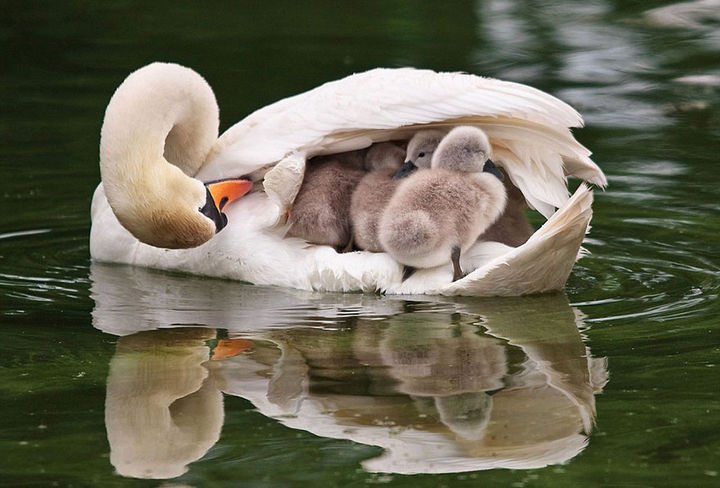 21 Animals and Their Young - Mother swan takes her cygnets under her wings.