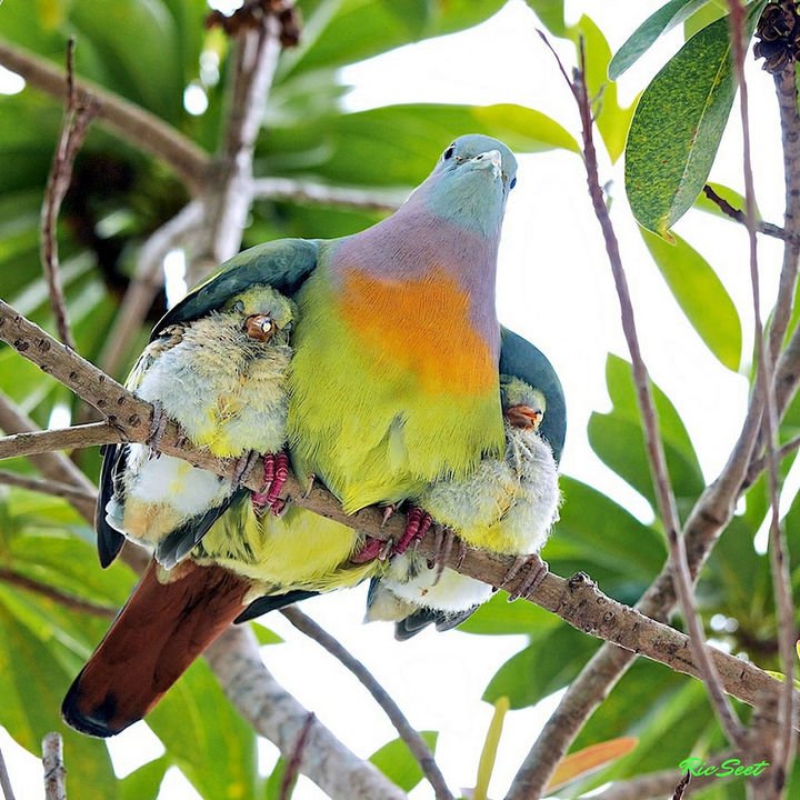 21 Animals and Their Young - A father bird protecting his young.