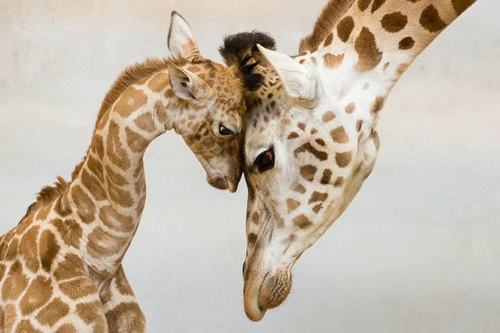 21 Animals and Their Young - Mother giraffe having a moment with her calf.