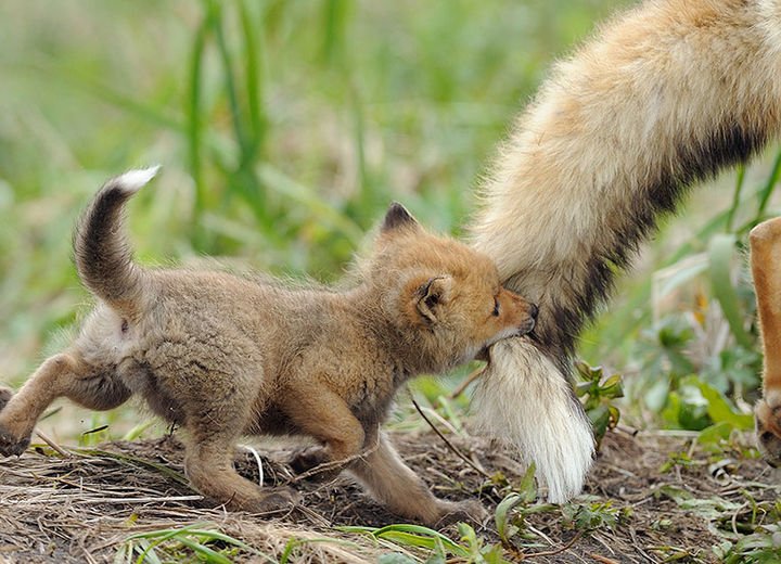 21 Animals and Their Young - A tiny fox playing with his dad.