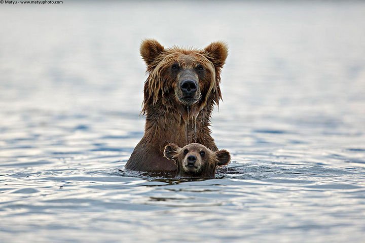 21 Animals and Their Young - A grizzly bear swimming with her cub.