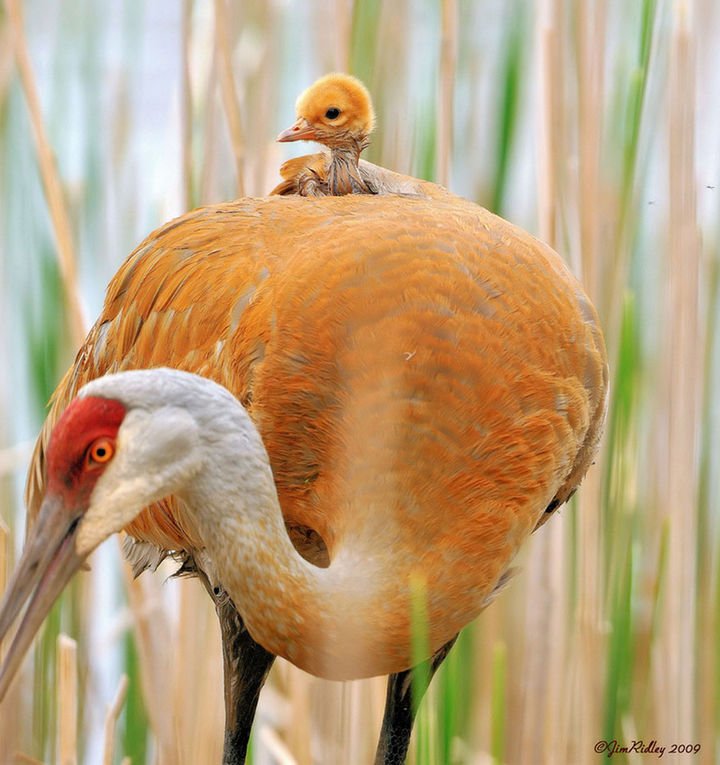 21 Animals and Their Young - A stunning bird sharing some motherly love with her young.