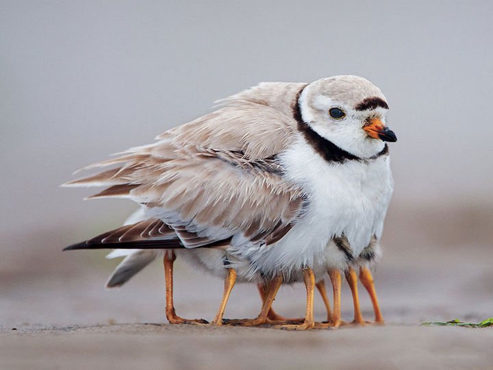 21 Animals and Their Young - Young plover birds sheltered by their mother.