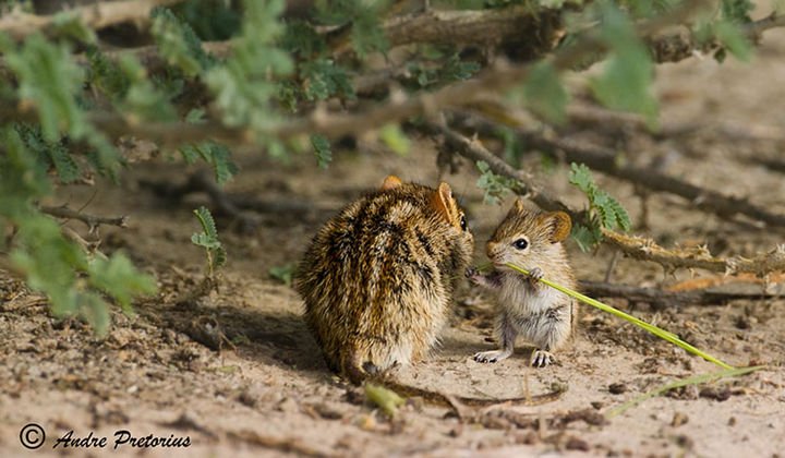 21 Animals and Their Young - A tiny grass mouse enjoying a snack with mommy.