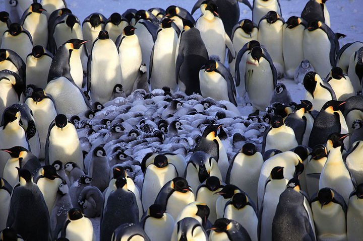 21 Animals and Their Young - Adult penguins huddling together to shelter their young from the cold wind.
