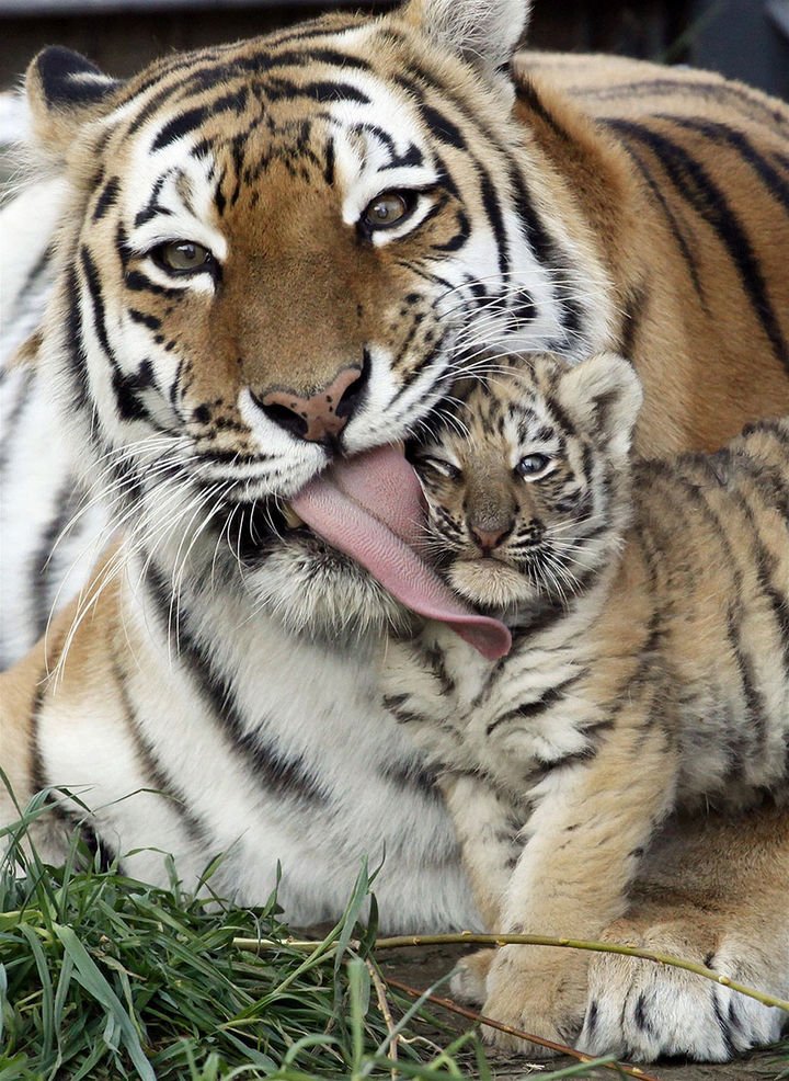 21 Animals and Their Young - A baby tiger getting a kiss from mom.