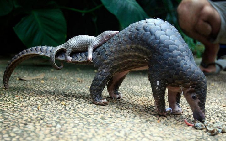 21 Animals and Their Young - A baby pangolin taking a rest on his mommy.