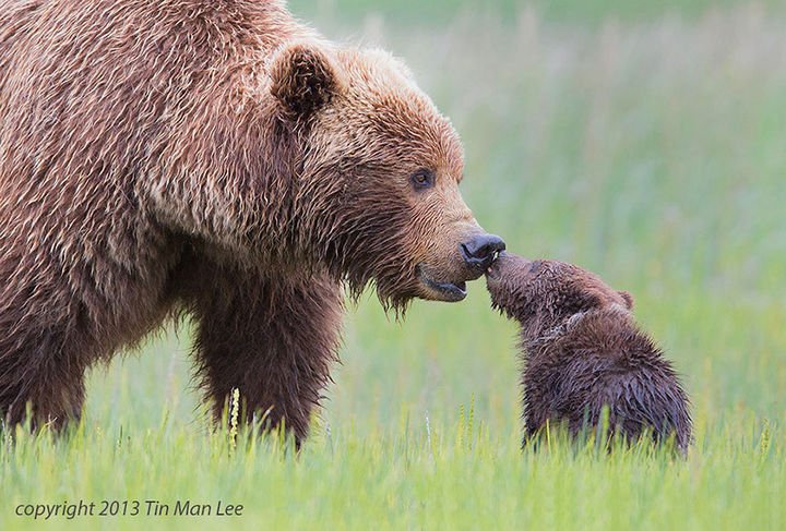 21 Animals and Their Young - A grizzly mom getting a kiss from her adorable cub.