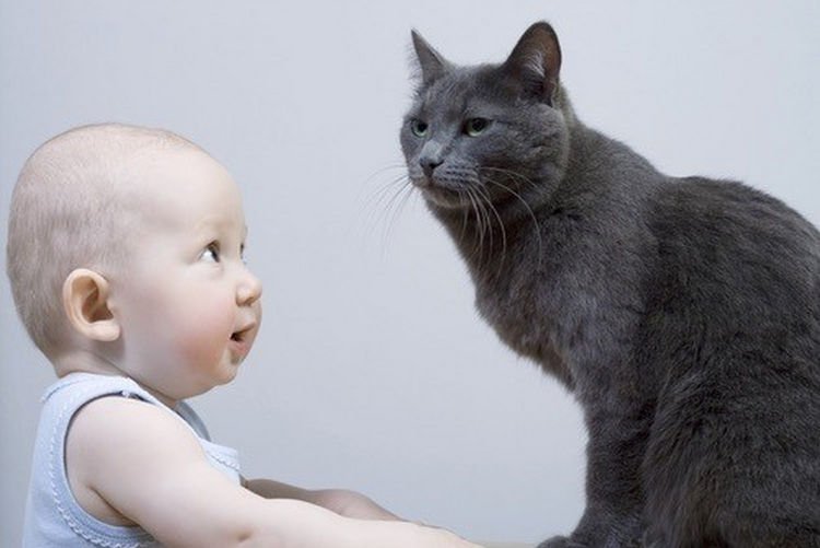 21 Cats Babysitting Babies - "Finally, someone that looks up to me."