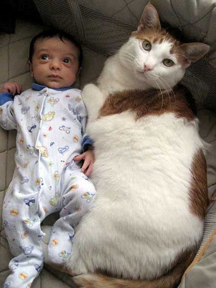 21 Cats Babysitting Babies - "I think he needs a diaper change."