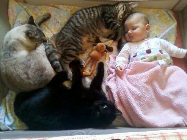 21 Cats Babysitting Babies - Part of the family.