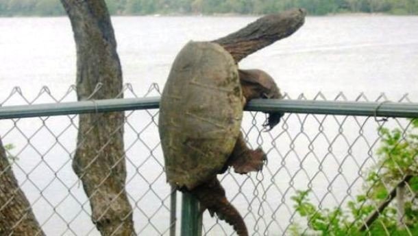 animals stuck in funny places