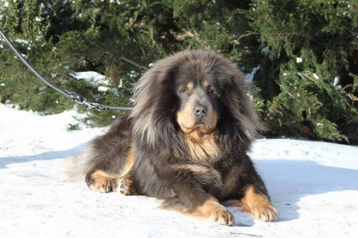 23 Rare Dog Breeds - Tibetan Mastiff.