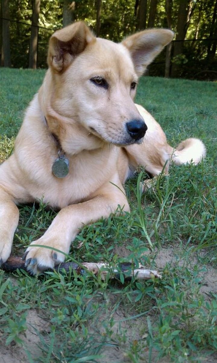 23 Rare Dog Breeds - Carolina Dog