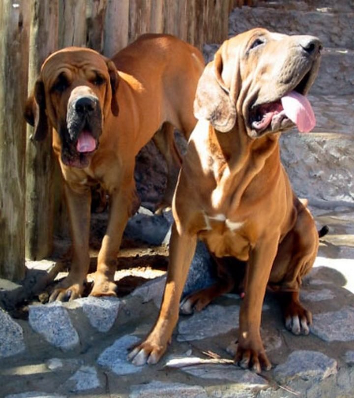 23 Rare Dog Breeds - Fila Brasileiro