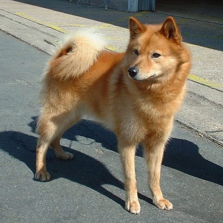 23 Rare Dog Breeds - Finnish Spitz