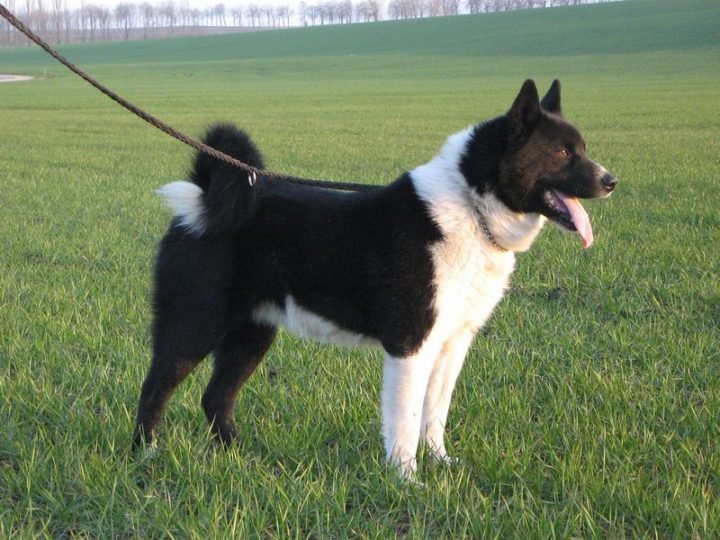 23 Rare Dog Breeds - Karelian Bear Dog.