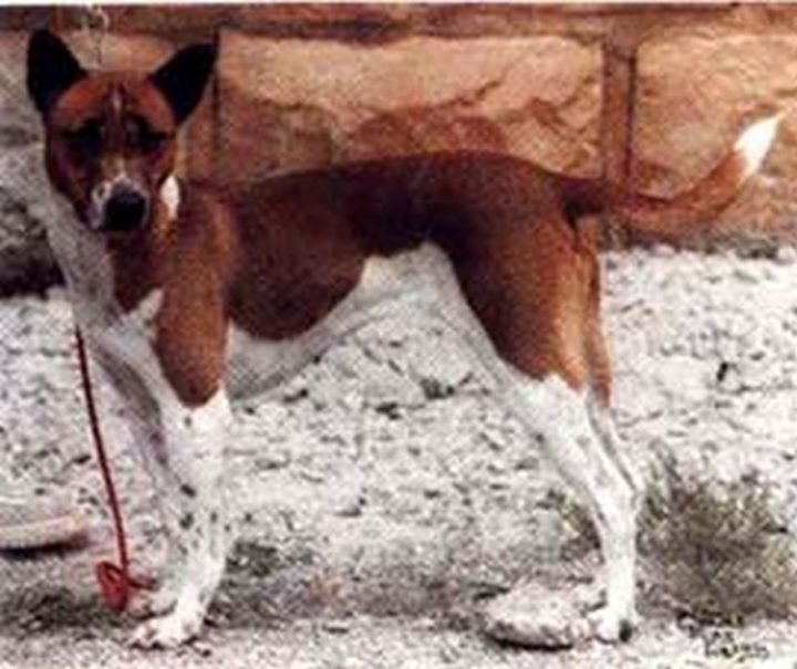 23 Rare Dog Breeds - Telomian.