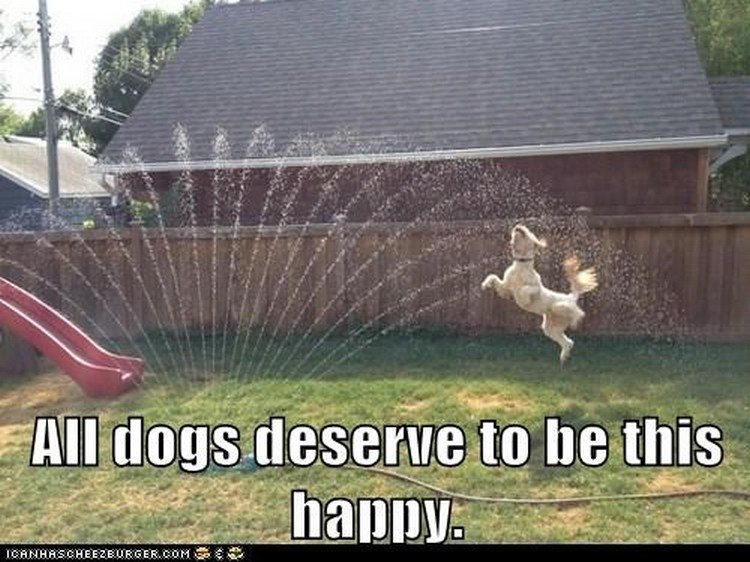 27 Funny Animal Memes - "All dogs deserve to be this happy."