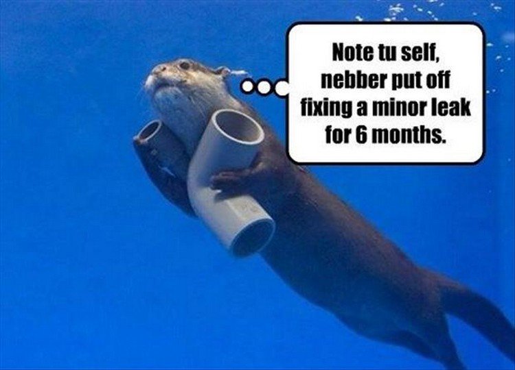 27 Funny Animal Memes - "Note tu self, nebber put off fixing a minor leak for 6 months."