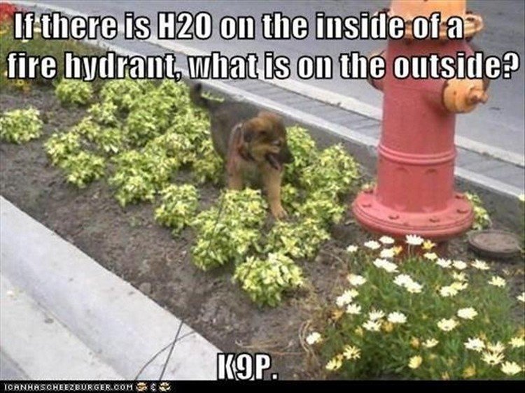 27 Funny Animal Memes - "If there is H2O on the inside of a fire hydrant, what is on the outside? K9P."