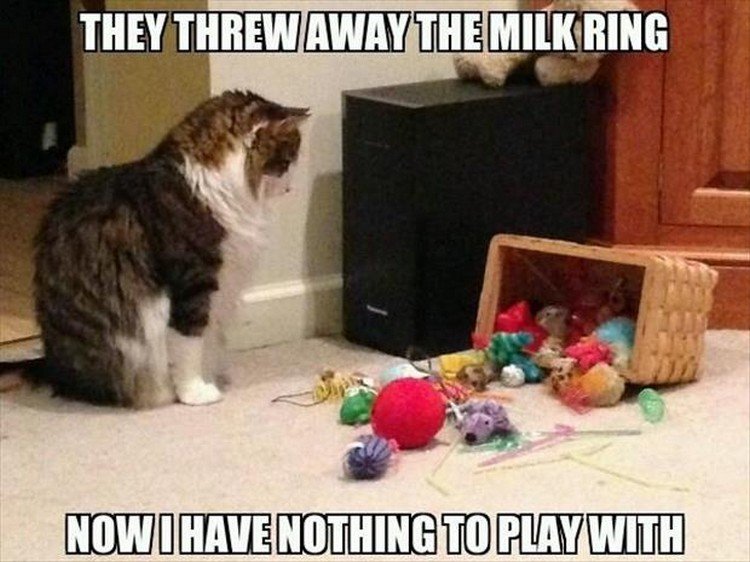 27 Funny Animal Memes - "They threw away the milk ring. Now I have nothing to play with."