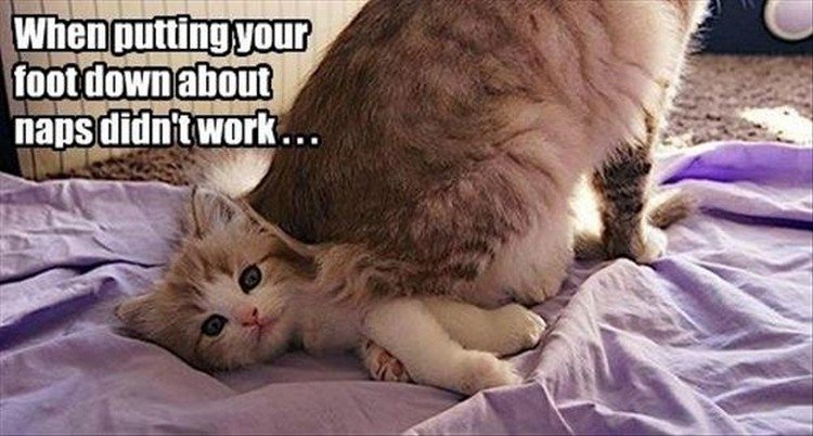 27 Funny Animal Memes - "When putting your foot down about naps didn