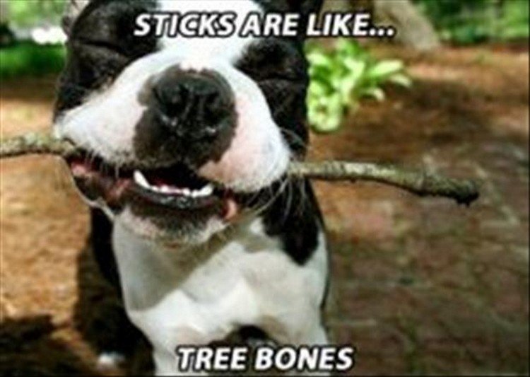 27 Funny Animal Memes - "Sticks are like...tree bones."
