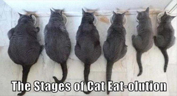 27 Funny Animal Memes - "The stages of cat eat-olution."