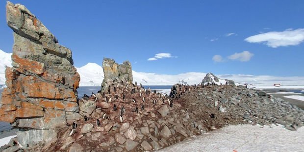 25 Weird Things Found on Google Maps - A bunch of penguins chilling out.