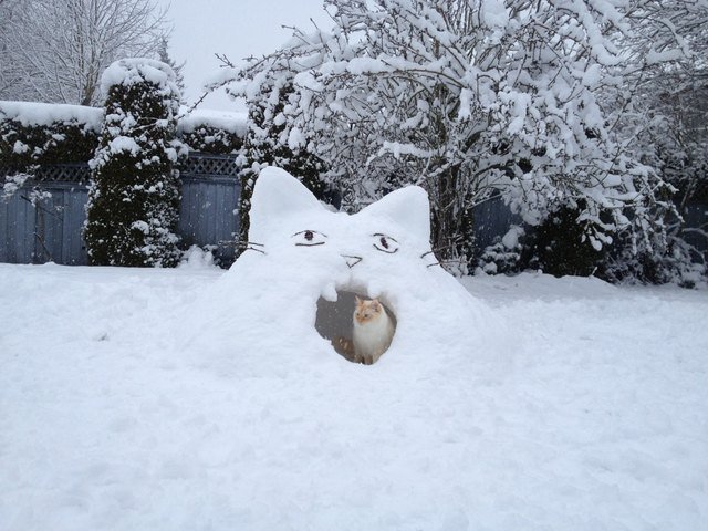 Cat sitting in a cat-shaped snow fort.